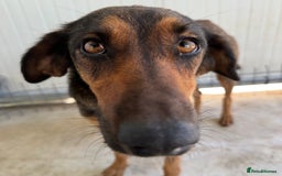 Mixed Breed dogs for adoption: Scout (Small Shepherd/Hound mix) - Image 7