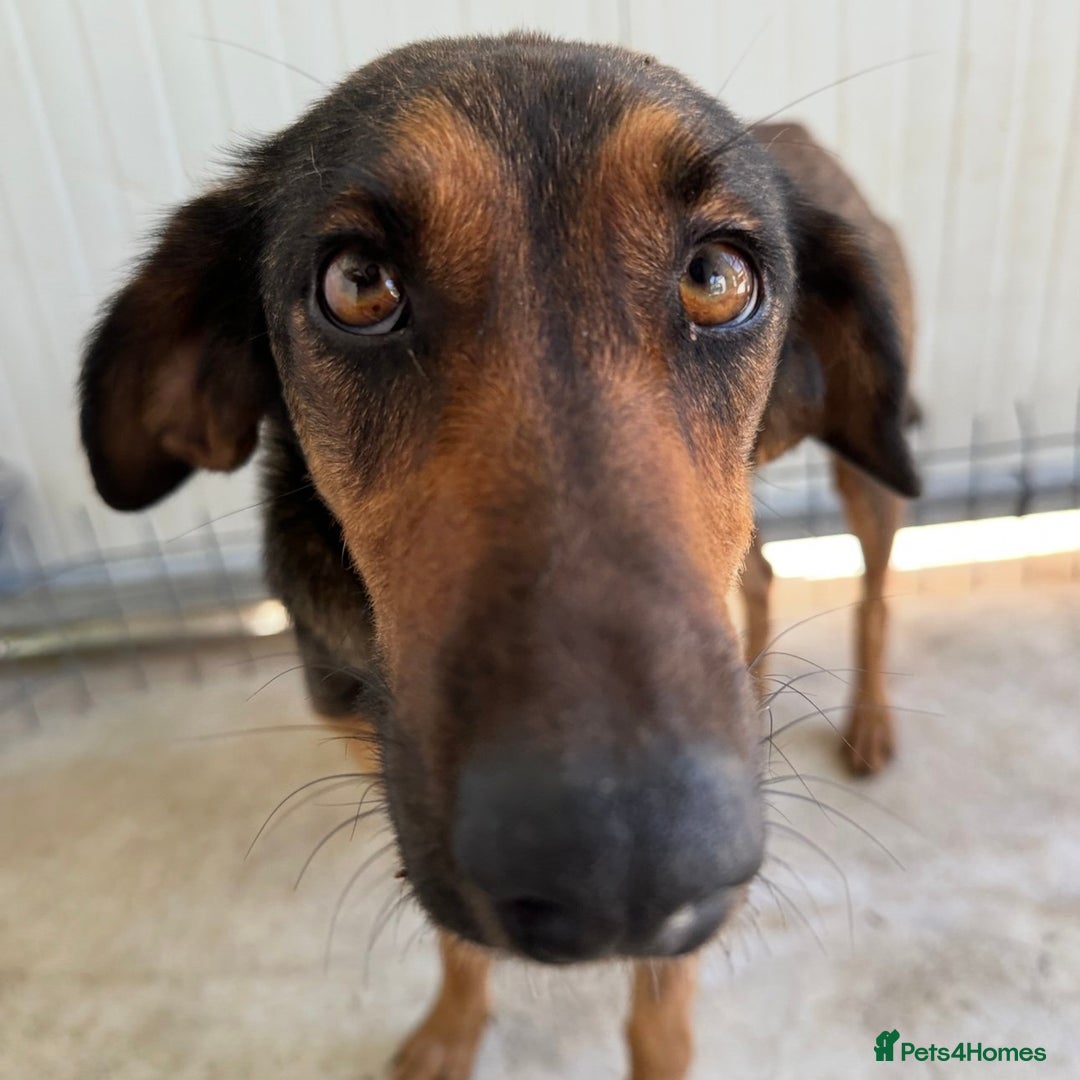 Mixed Breed dogs for adoption: Scout (Small Shepherd/Hound mix) - Image 7