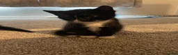 Mixed Breed cats for sale: 4 beautiful kittens ready now - Advert 5