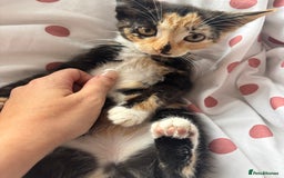Mixed Breed cats for sale: 1 Gorgeous Female Kitten Ready for their new home - Image 2