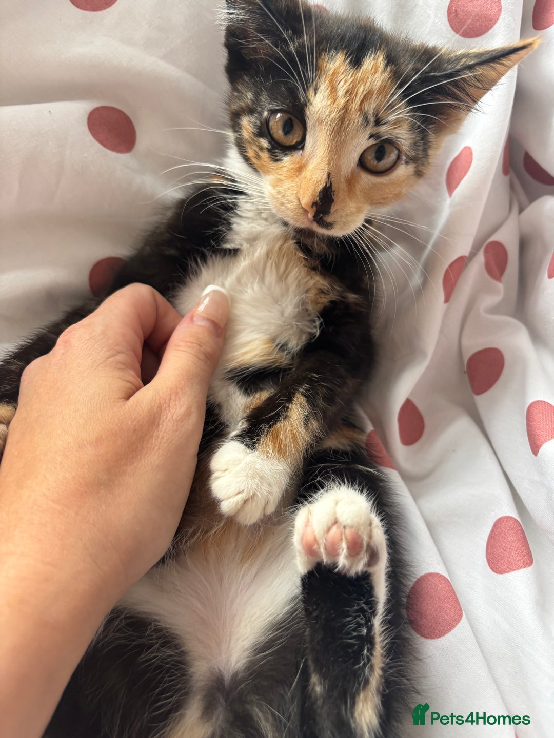 Mixed Breed cats for sale: 1 Gorgeous Female Kitten Ready for their new home - Image 2