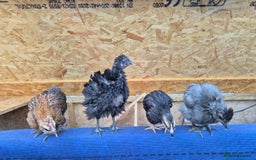 Quail poultry for sale: Jumbo celadon quail/Bantams chicks & more - Image 6