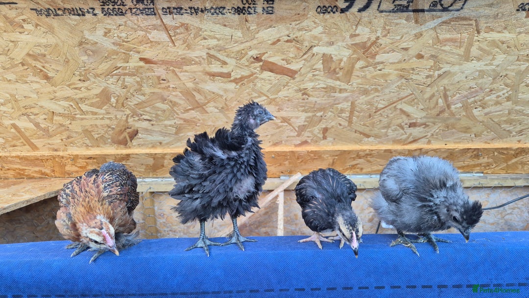 Quail poultry for sale: Jumbo celadon quail/Bantams chicks & more - Image 6