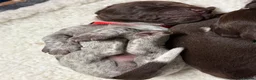 German Shorthaired Pointer dogs for sale: KC registered German Shorthaired Pointers - Advert 19