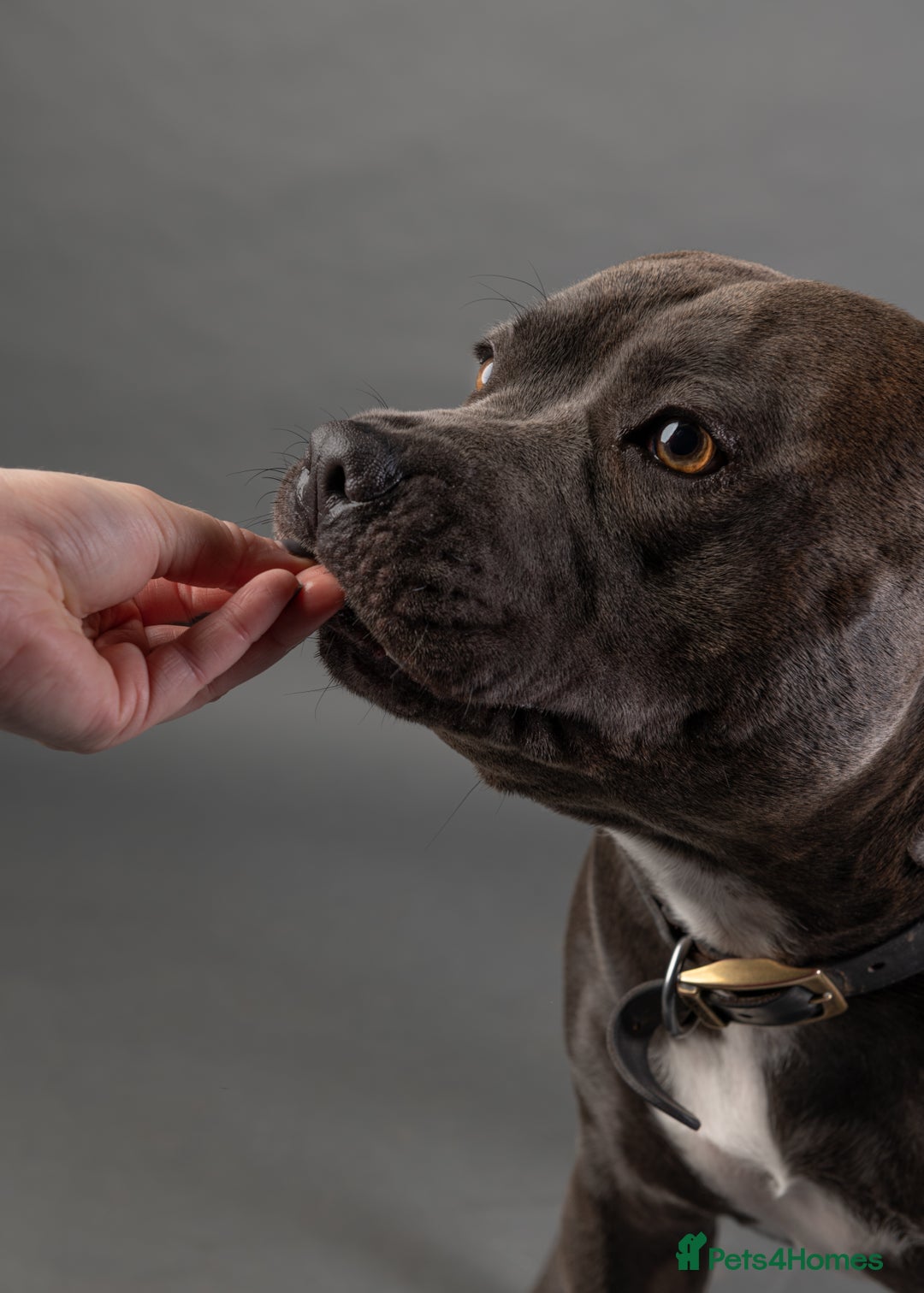 Staffordshire Bull Terrier dogs for stud: KC PROVEN Blue Staffordshire Bull Terrier for STUD in Wakefield - Advert 3