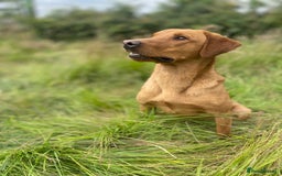 Labrador Retriever dogs for sale: Adorable Golden and Fox Red Puppies - Image 20