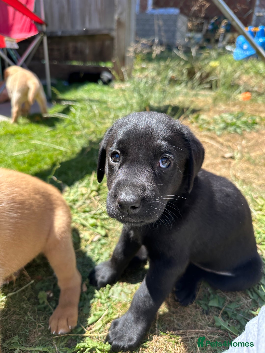 Labrador Retriever dogs for sale: 2beautiful black puppiesAVAILABLE READY to leave. - Image 15