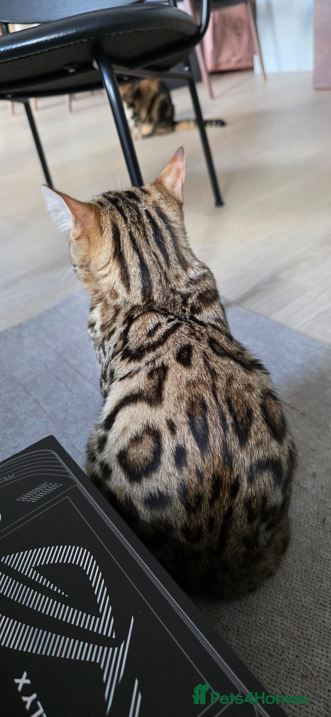 Bengal cats for sale: Bengal Kitten - 5 Month Female - Advert 4