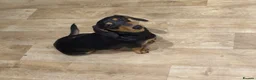 Miniature Dachshund dogs for sale: REHOMING 2yr old miniature daschound in Burry Port - Advert 3