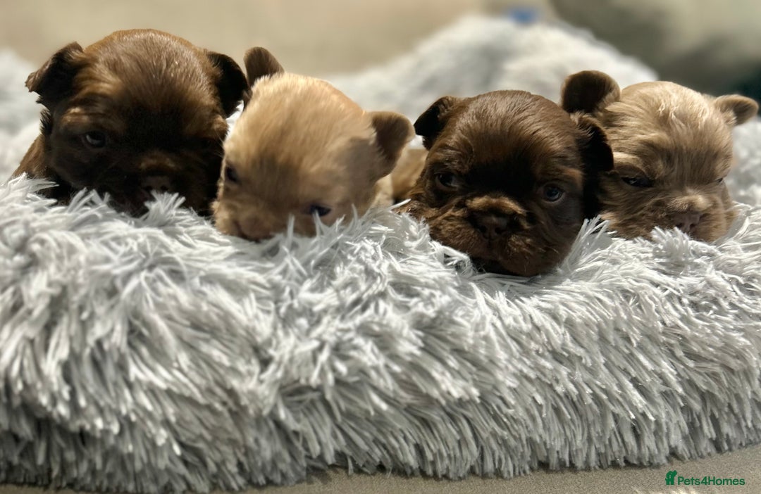 French Bulldog dogs for sale: Amazing Fluffy French bulldogs  - Advert 5