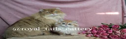British Longhair cats for sale: Cuddly British Longhair boy - Advert 3