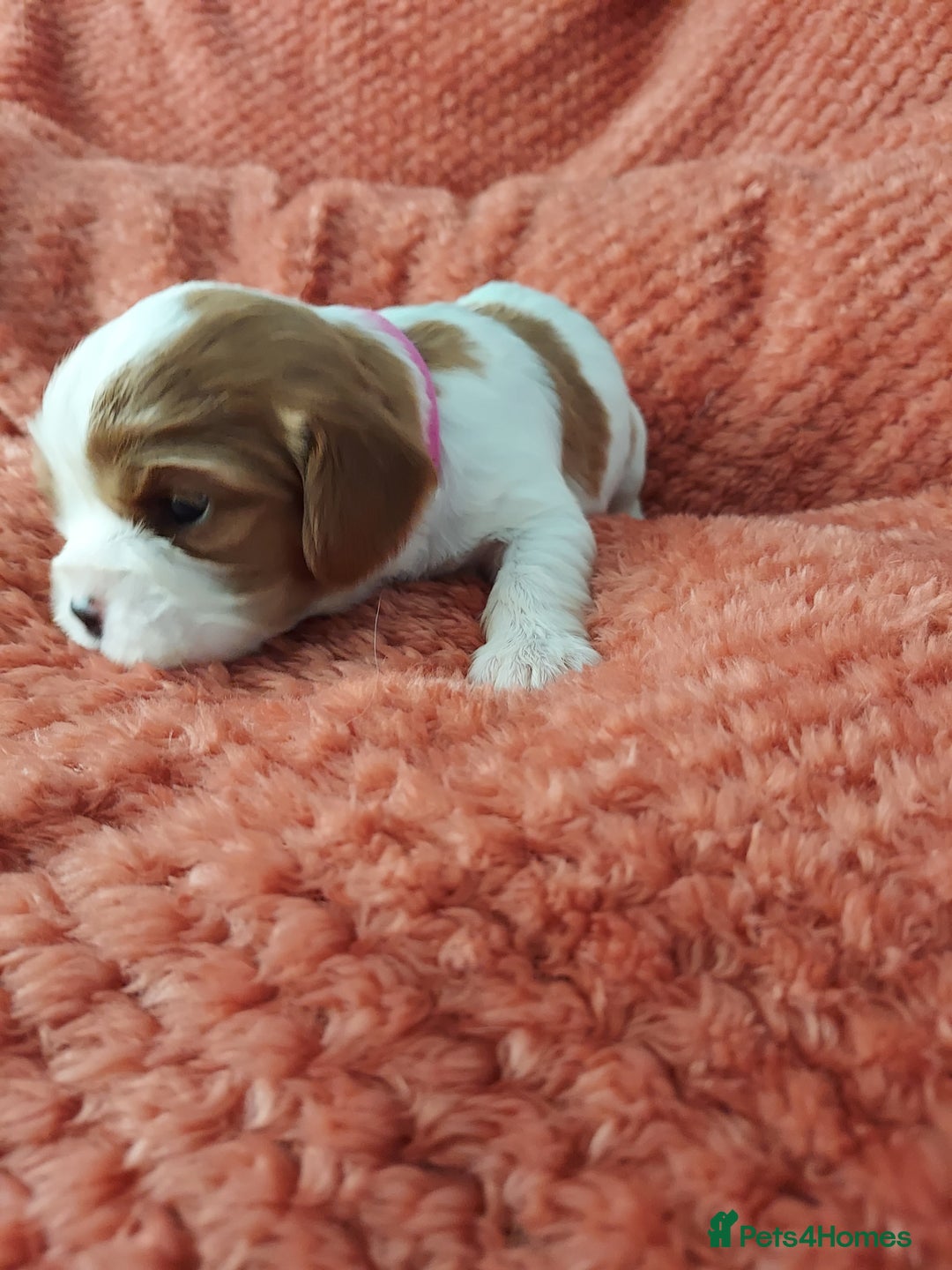 Cavalier King Charles Spaniel dogs for sale: GREAT QUALITY CKCS PUPPIES ( DWKC REGISTERED)/DNA - Advert 4
