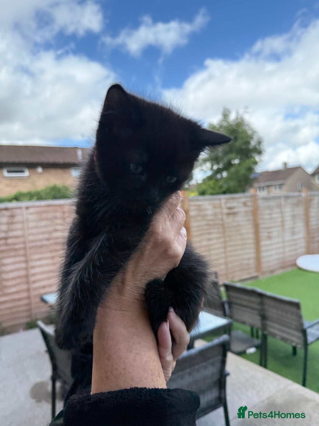 Ragdoll cats for sale: Ragdoll x English shorthair  - Image 15