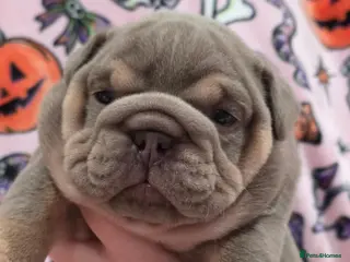English Bulldog dogs British bulldog pups - Advert 1