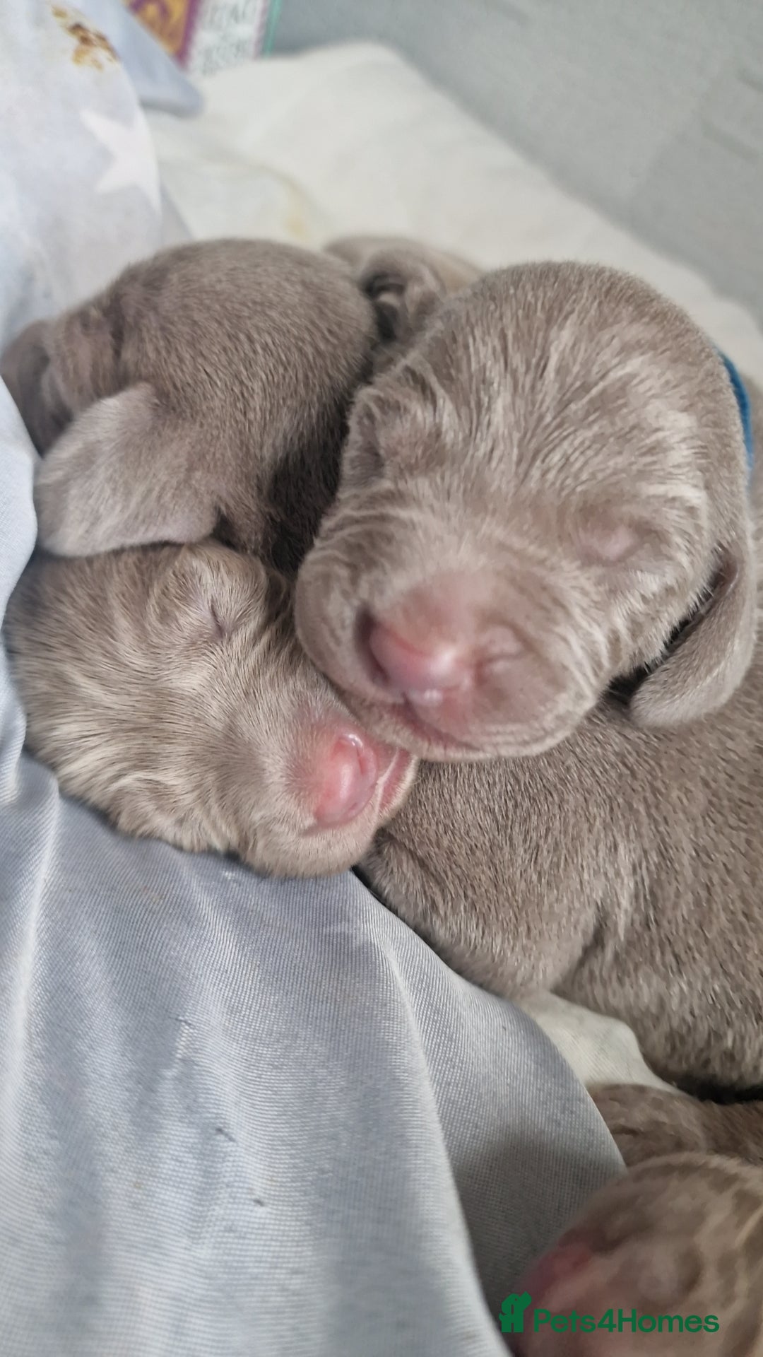 Weimaraner dogs for sale: Weimaraner Puppies Looking for Their Forver Home🐾 in Shrewsbury - Advert 14