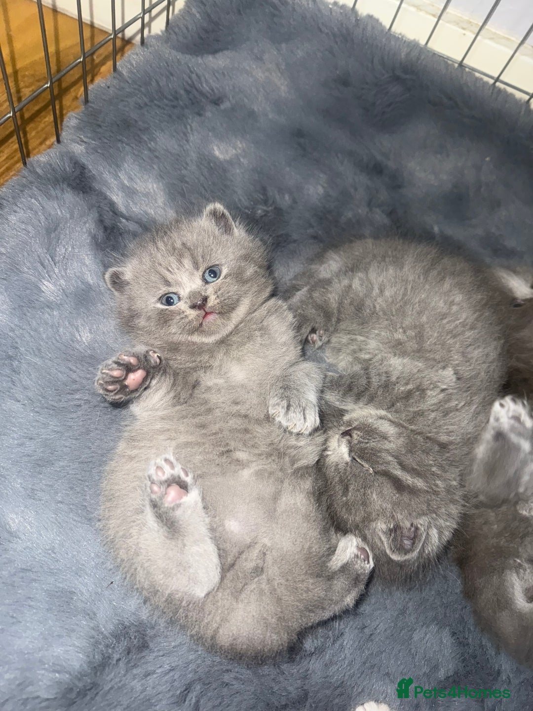 Scottish Fold cats for sale: Scottish fold kittens  - Advert 20