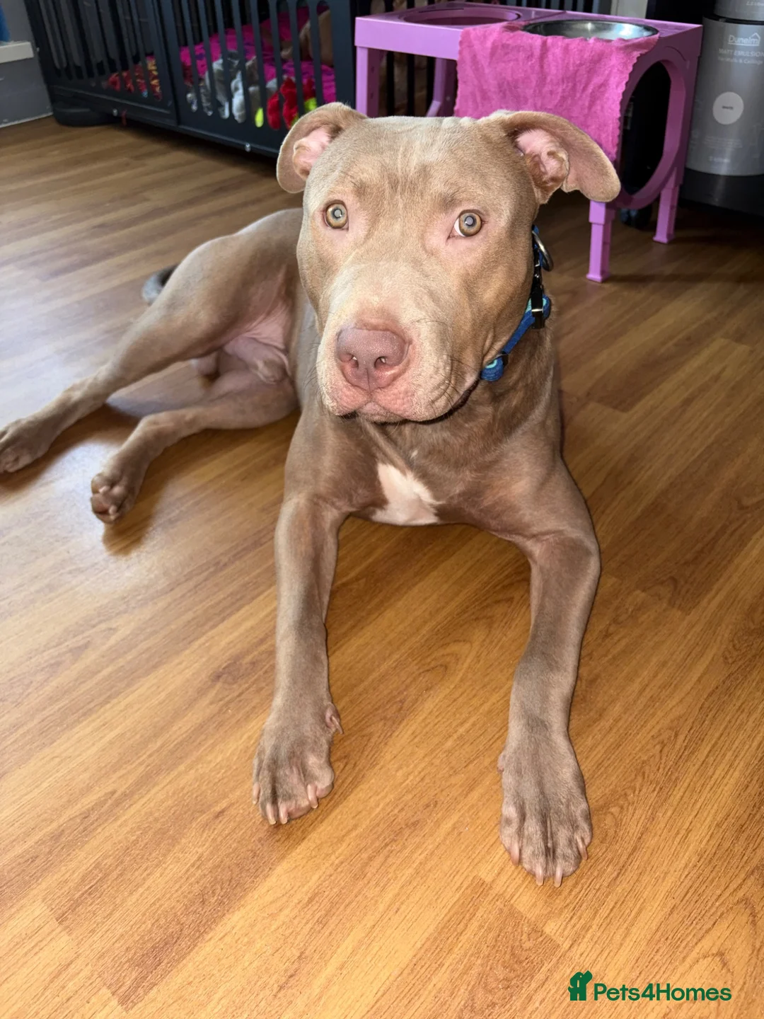 Mixed Breed dogs for sale: Lovely Fur Baby Looking For His Forever Home - Advert 1