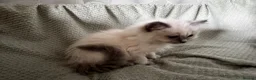 Ragdoll cats for sale: Beautiful pure ragdolls  - Advert 3