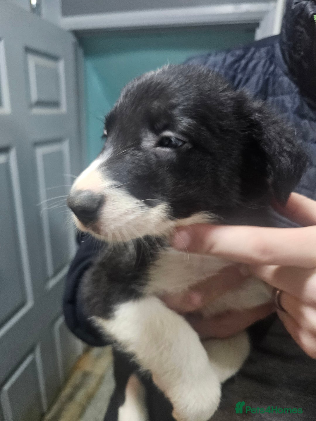 Border Collie dogs for sale: Ready NOW - One Border Collie Pup Left - Advert 35