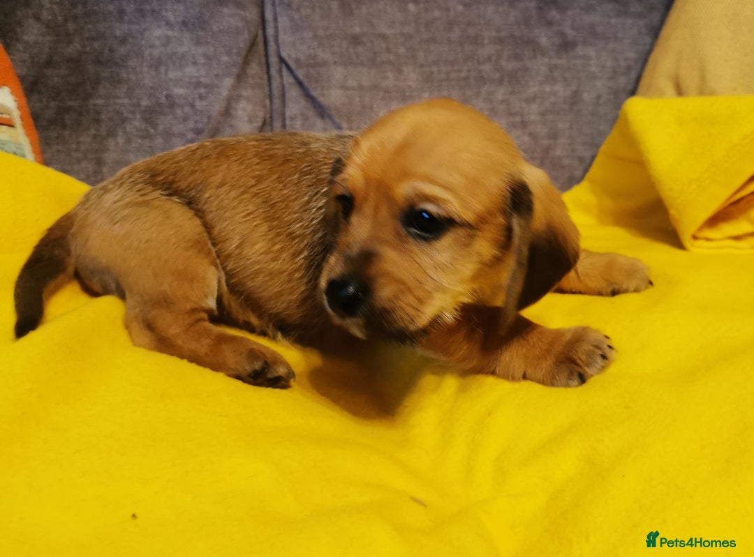 Mixed Breed dogs for sale: Adorable playful Cavachon x Dachshound pups - Advert 10