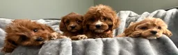Cavapoo dogs for sale: EXCEPTIONAL EXTENSIVELY HEALTH TESTED CAVAPOO PUPS - Advert 5