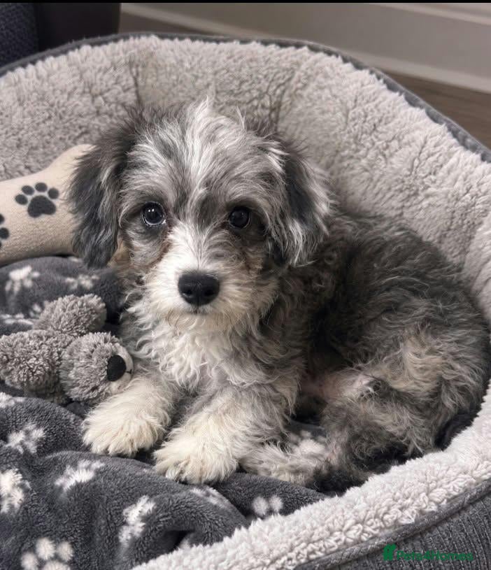 Shihpoo dogs Gorgeous shihpoo boy for sale  - Advert 5