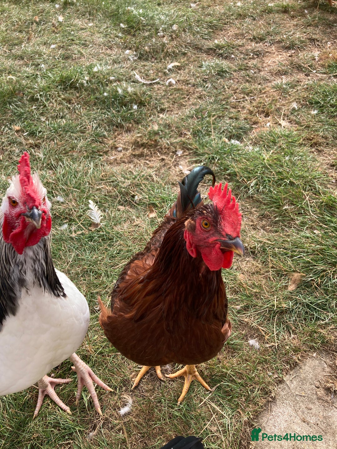 Mixed Breed birds for sale: Rhode Island Red cockeral - Image 1