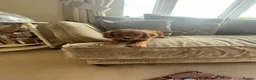Cavapoo dogs for sale: Cavapoo puppies  - Advert 16