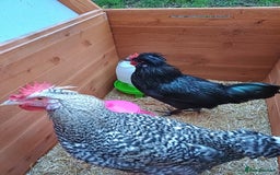 Chickens poultry for sale: 2 young roosters to go to loving home - Advert 5