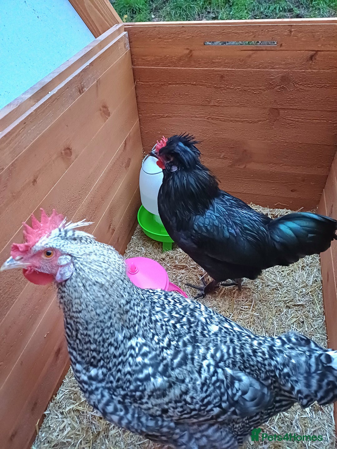 Chickens poultry for sale: 2 young roosters to go to loving home - Advert 5