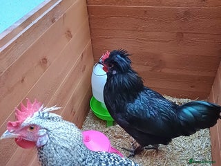 Chickens poultry 2 young cockerels to go to loving home for free - Advert 10