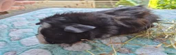 Guinea Pig rodents for sale: Baby male Guinea pigs - Advert 6
