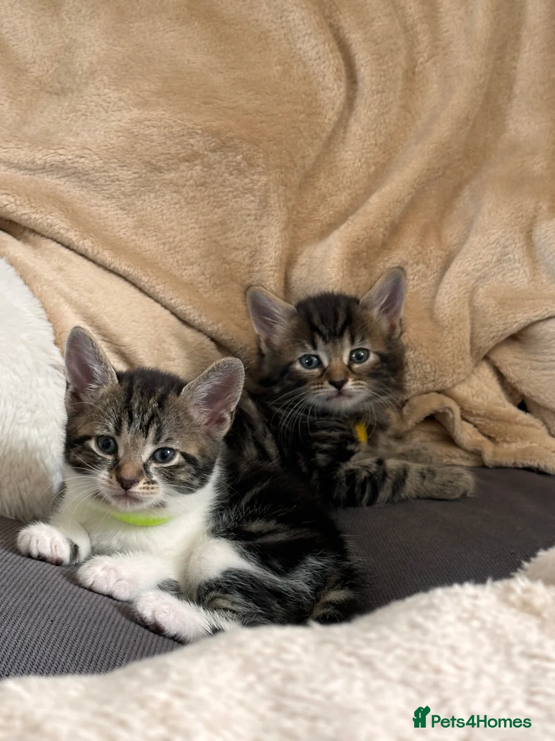 Mixed Breed cats for sale: Beautiful 7 kittens looking for forever homes - Advert 1