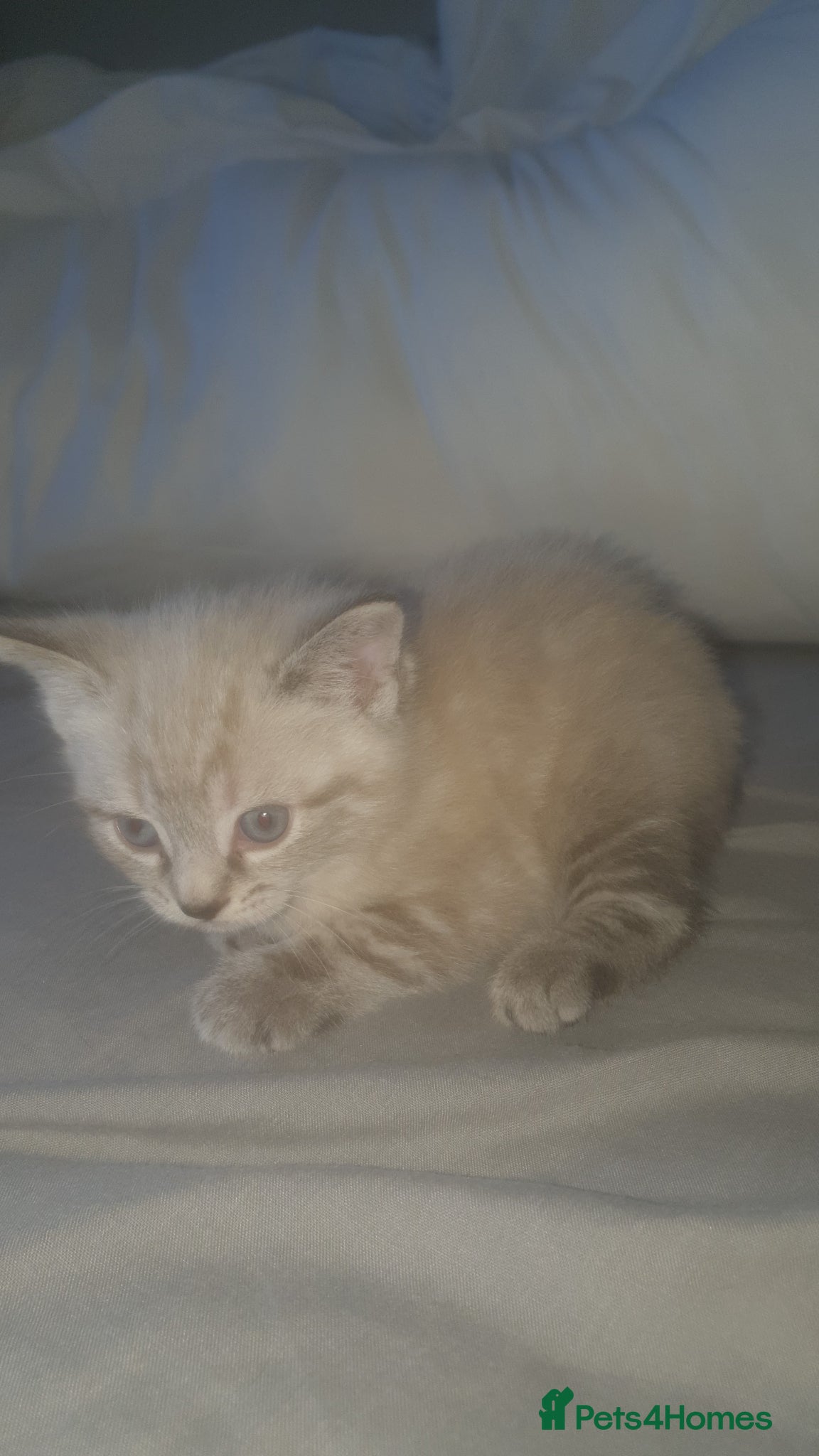 Ragdoll cats White and grey striped fluffy ragdoll - Advert 3