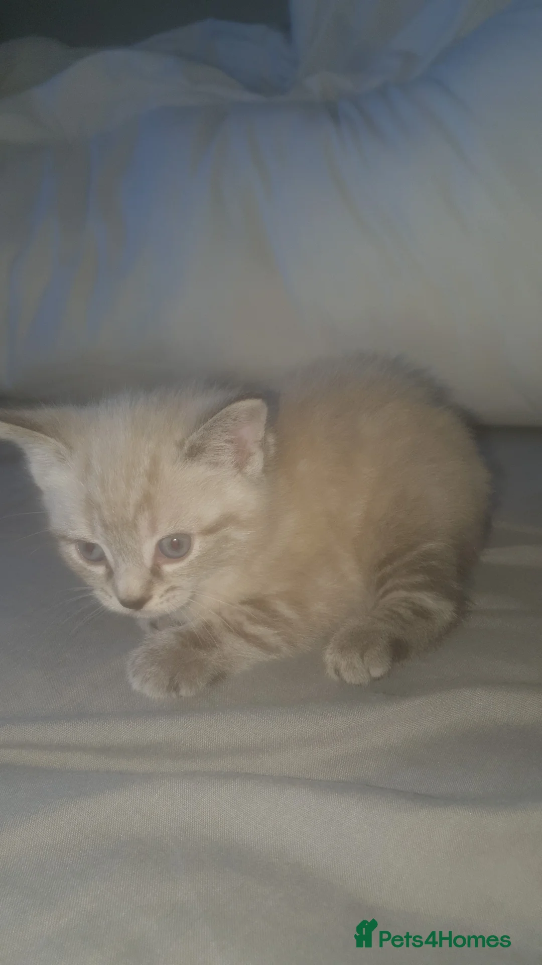 Ragdoll cats for sale: White and grey striped fluffy ragdoll - Advert 2