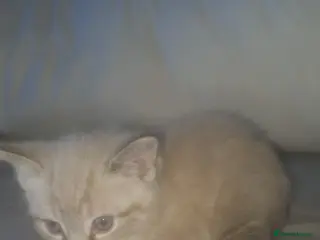 Ragdoll cats White and grey striped fluffy ragdoll - Advert 3