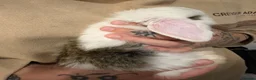 Mini Lop rabbits for sale: Baby purebred mini lops - Advert 4
