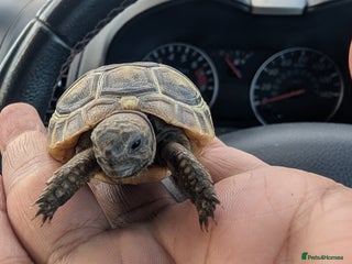 Tortoise reptiles Baby Marginated Tortoise 2025 Hatched - Advert 3