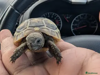 Tortoise reptiles Baby Tortoise 2025 Hatched - Advert 8