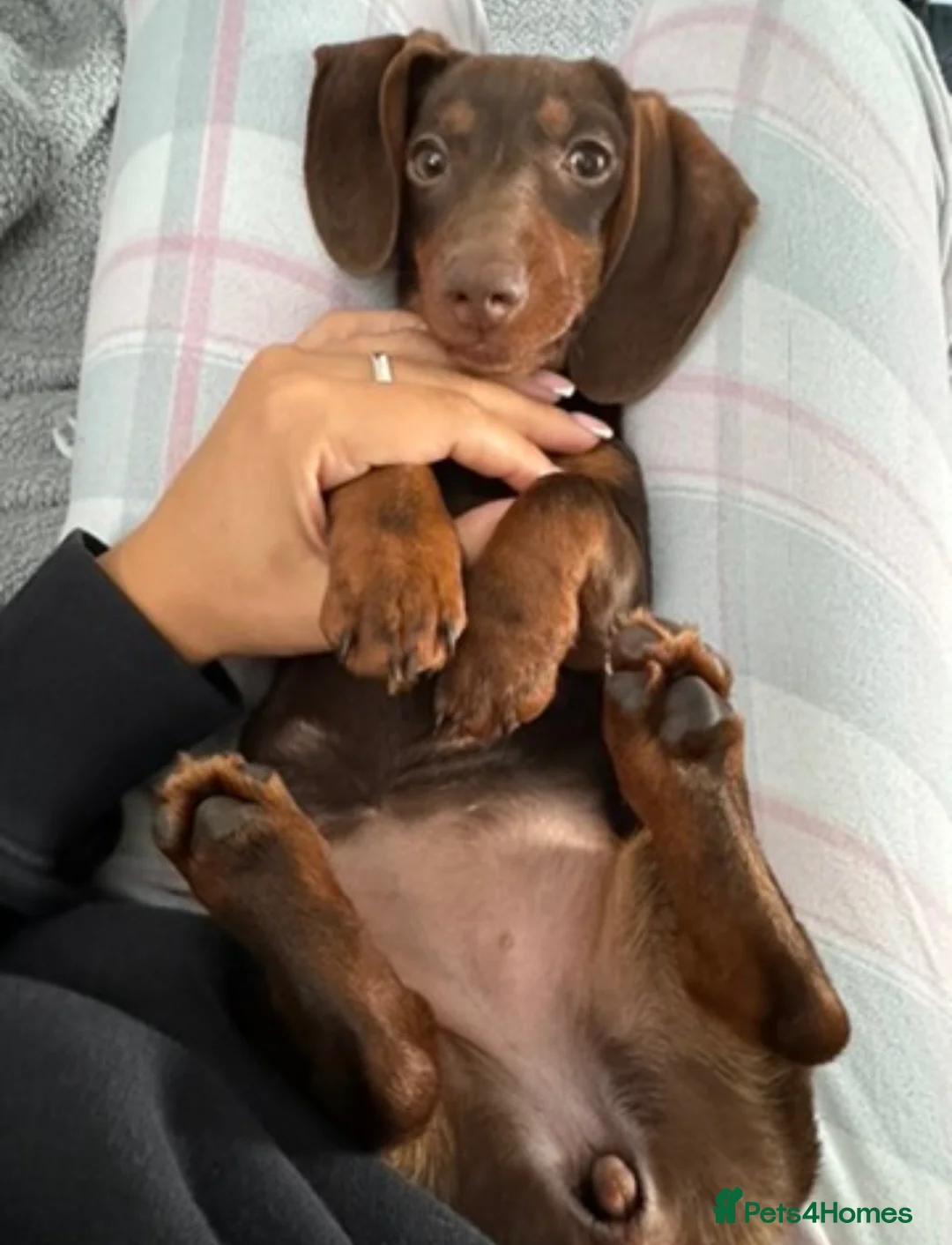 Dachshund dogs for sale: Looking for a loving forever home for our girl in Manchester - Advert 2
