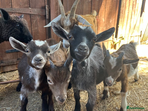 Goats livestock - Advert 4