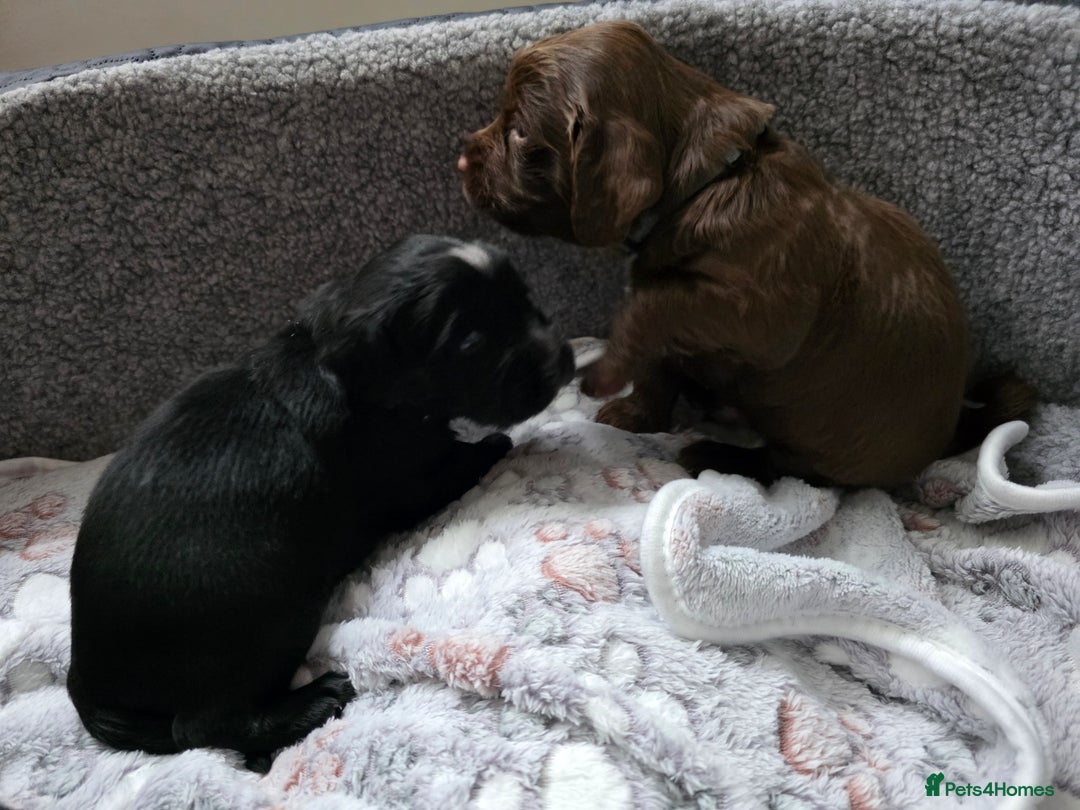 Cocker Spaniel dogs for sale: last puppy (girl) of the Working Cocker Spaniel - Advert 19