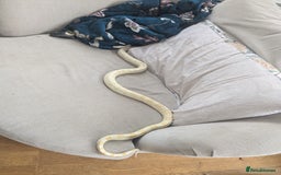 Corn Snake reptiles for sale: Snow morph corn snake  - Image 4