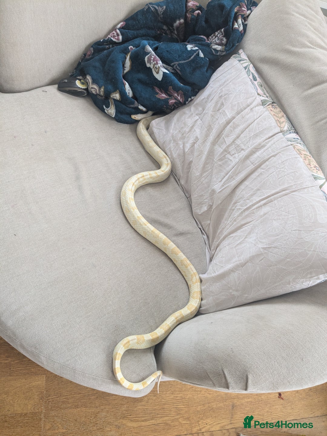 Corn Snake reptiles for sale: Snow morph corn snake  - Image 4