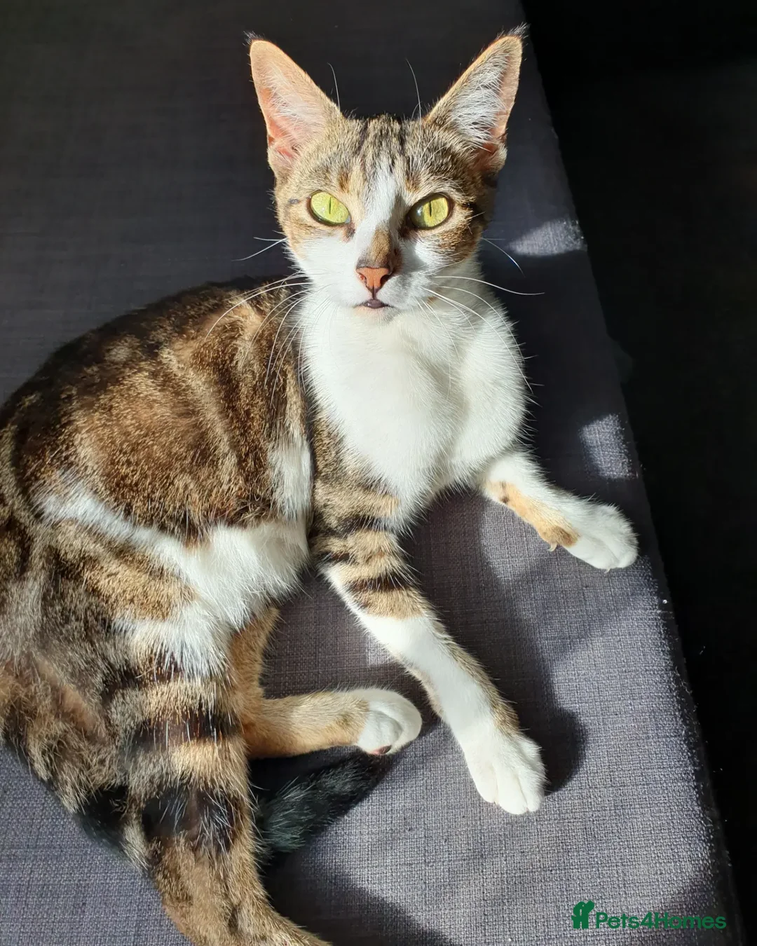 Mixed Breed cats for sale: Tabby Girl *Please Read Description* - Image 7
