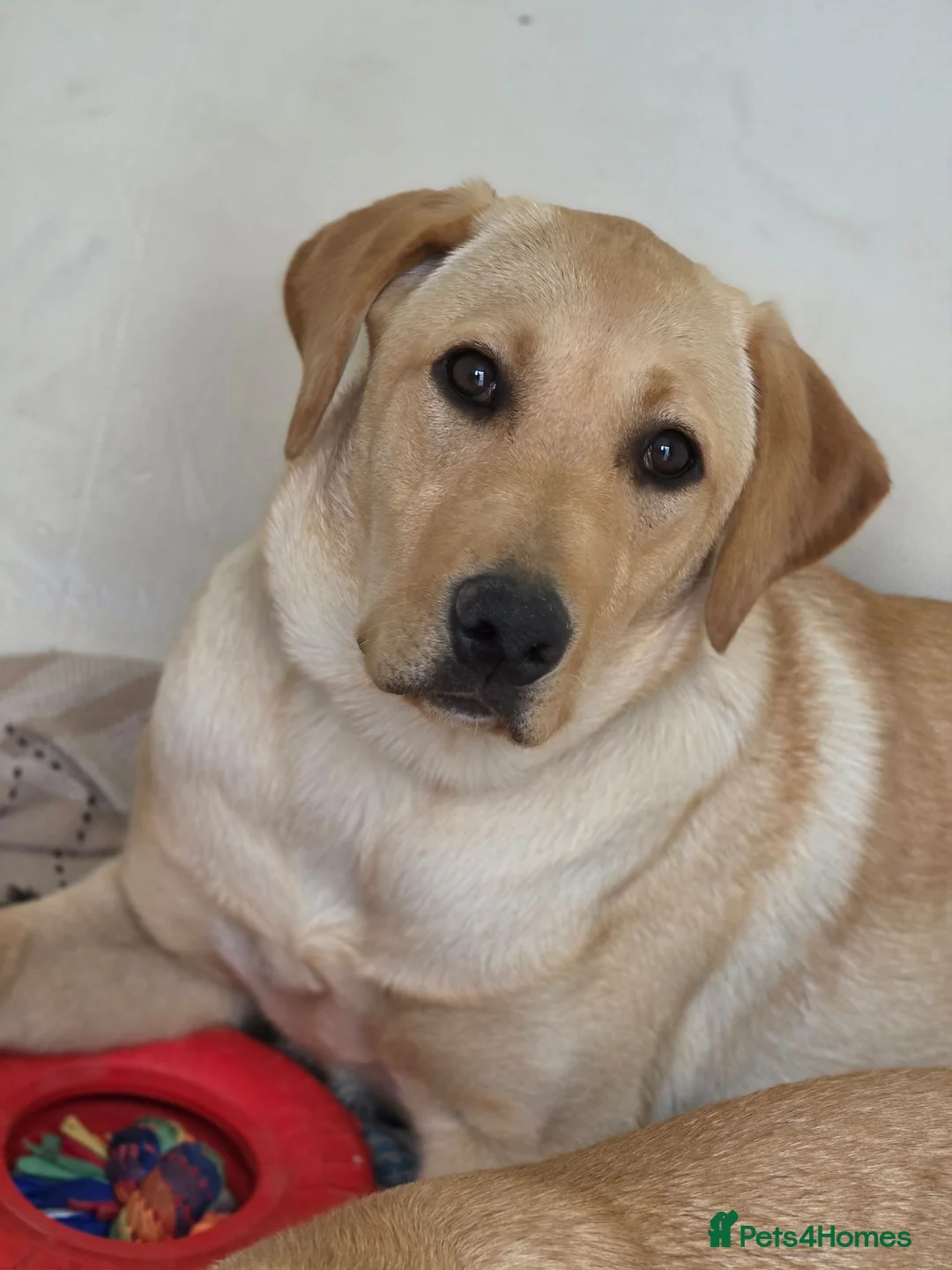Golden Retriever dogs for sale: Golden retriever girl - Advert 9