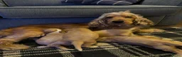 Cocker Spaniel dogs for sale: 🌟Stunning 100% show cocker kc & health tested - Advert 7