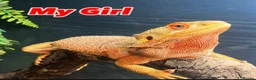 Bearded Dragon reptiles for sale: female bearded dragon  - Advert 1