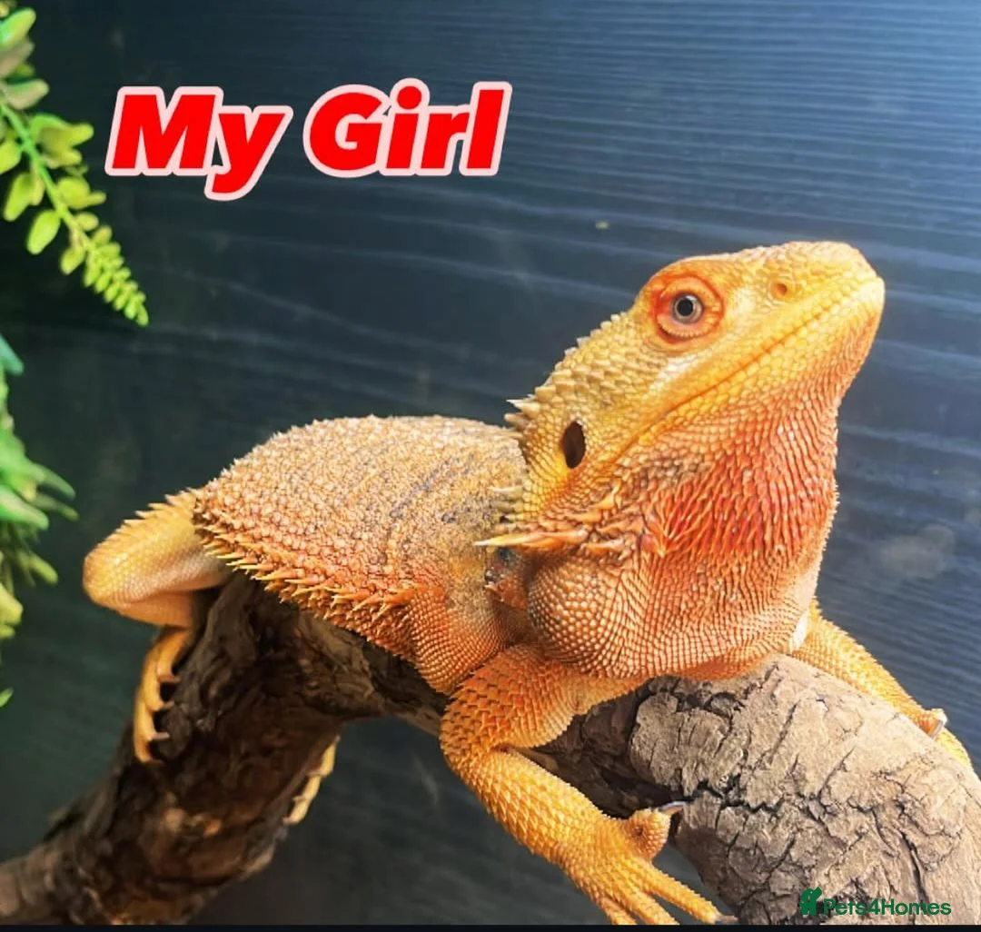Bearded Dragon reptiles for sale: female bearded dragon  - Advert 1