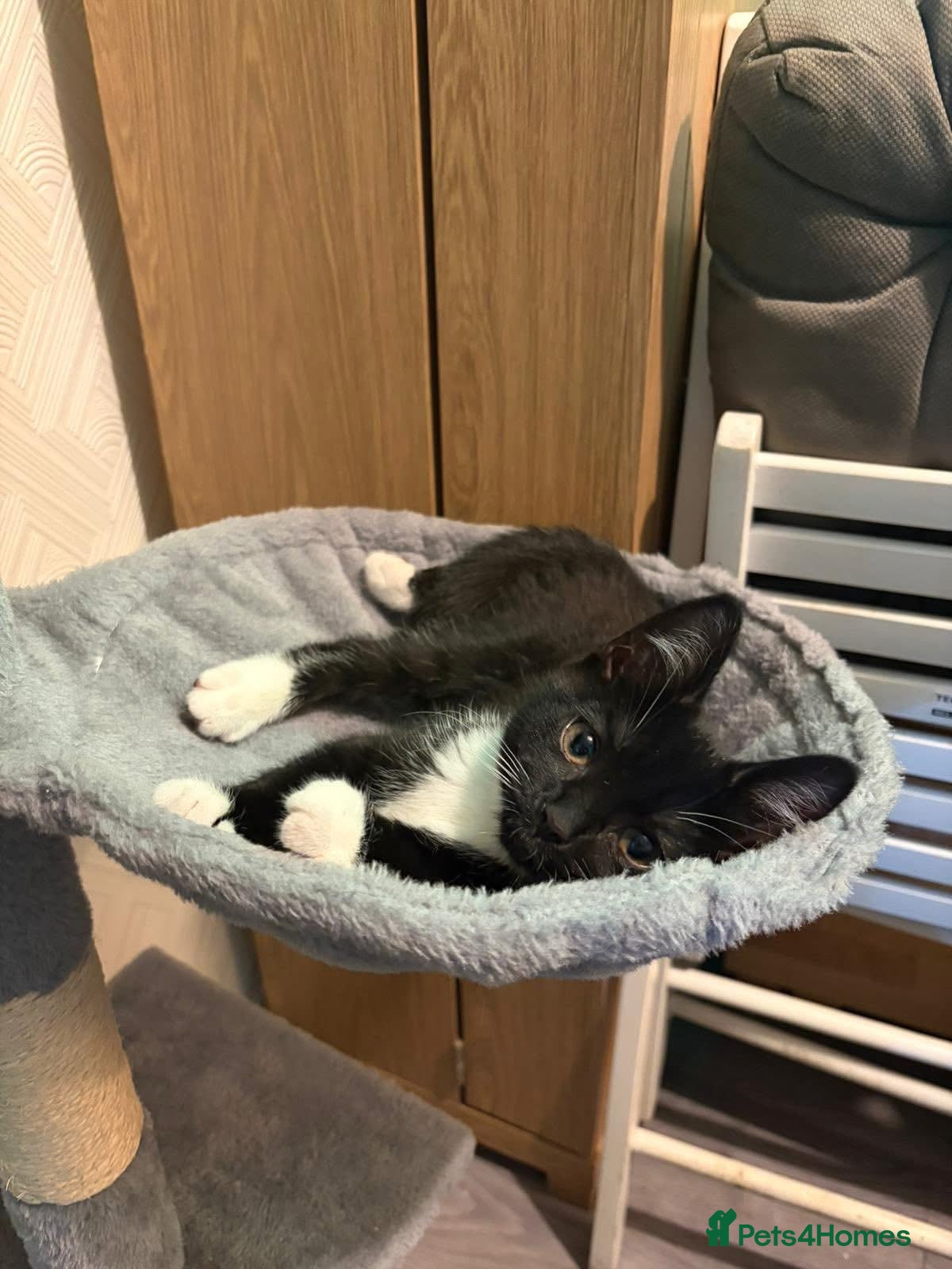 Mixed Breed cats Luna bengal cross  - Advert 2